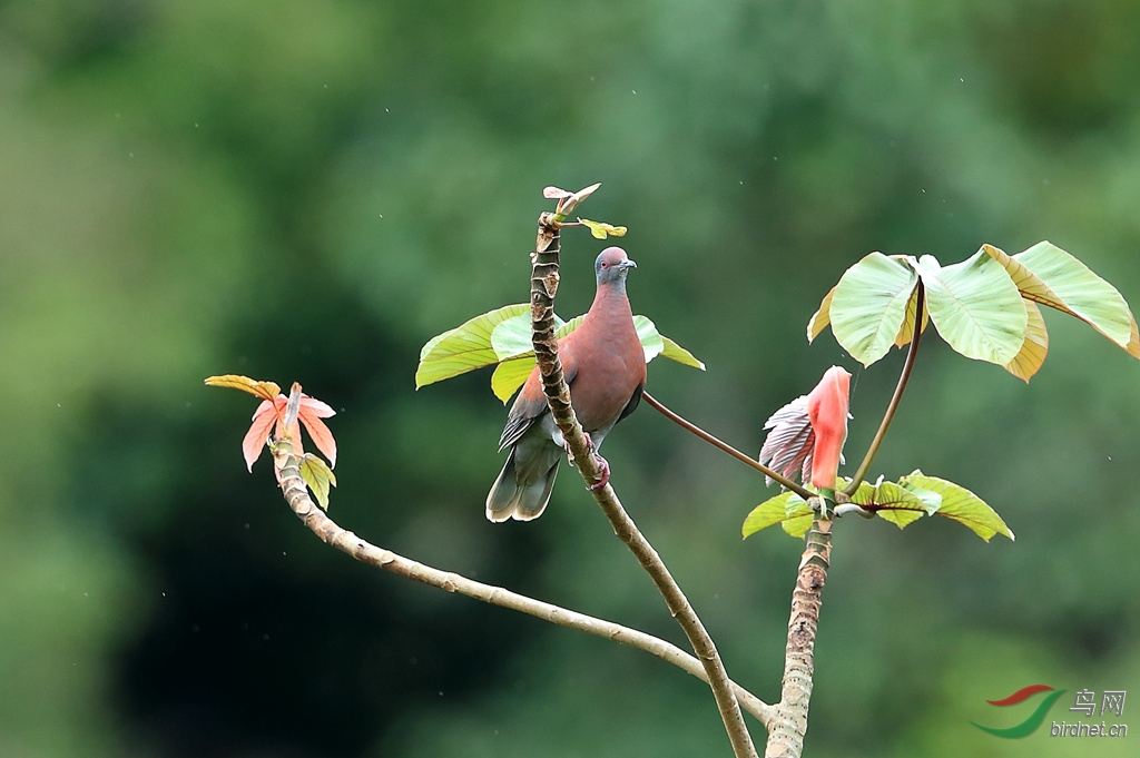 ������Pale-vented Pigeon.jpg