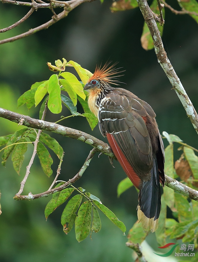 ����Hoatzin.jpg