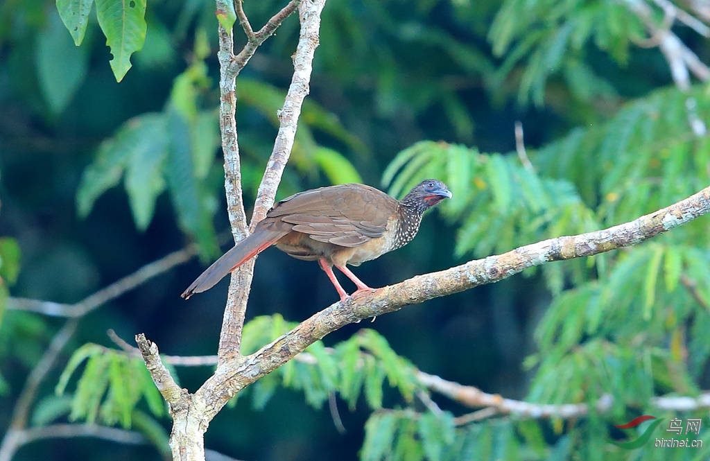 �۰�С����Speckled Chachalaca.jpg