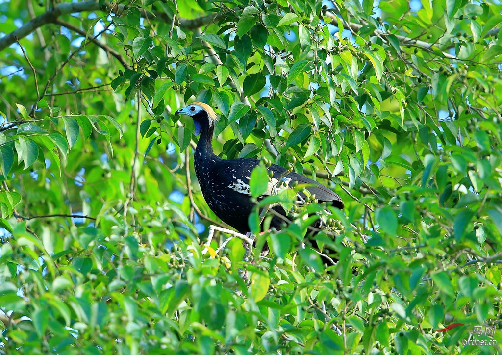 ����������Blue-throated Piping-Guan.jpg