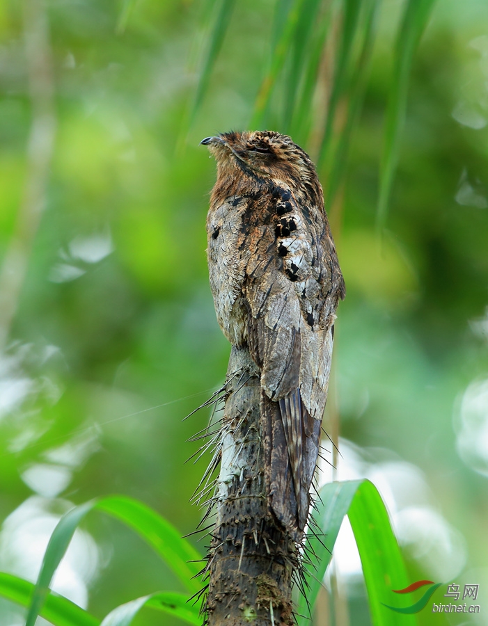 ���Common Potoo.jpg