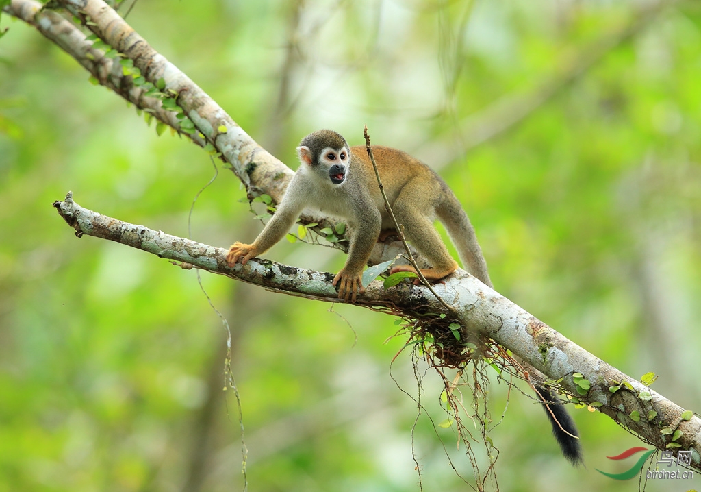 �����squirrel monkey_����.jpg