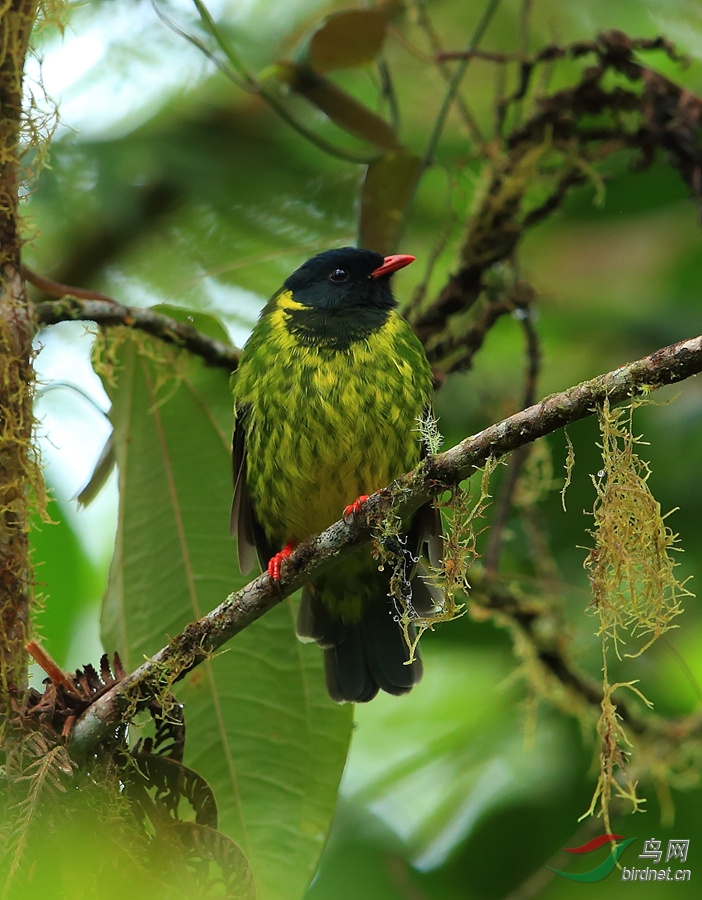 安第斯动冠伞鸟2015厄瓜多尔拍鸟记