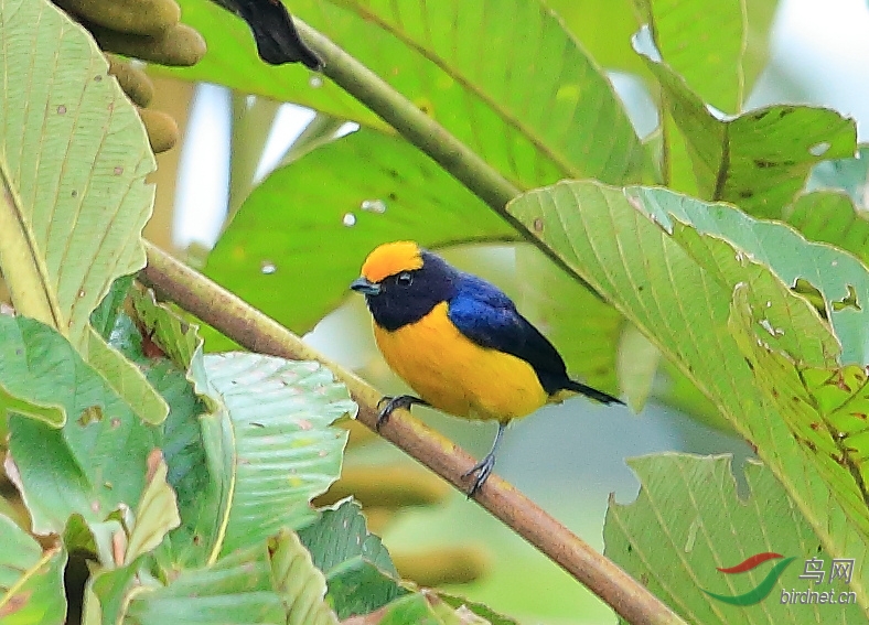 橙腹歌雀orange-bellied euphonia.jpg