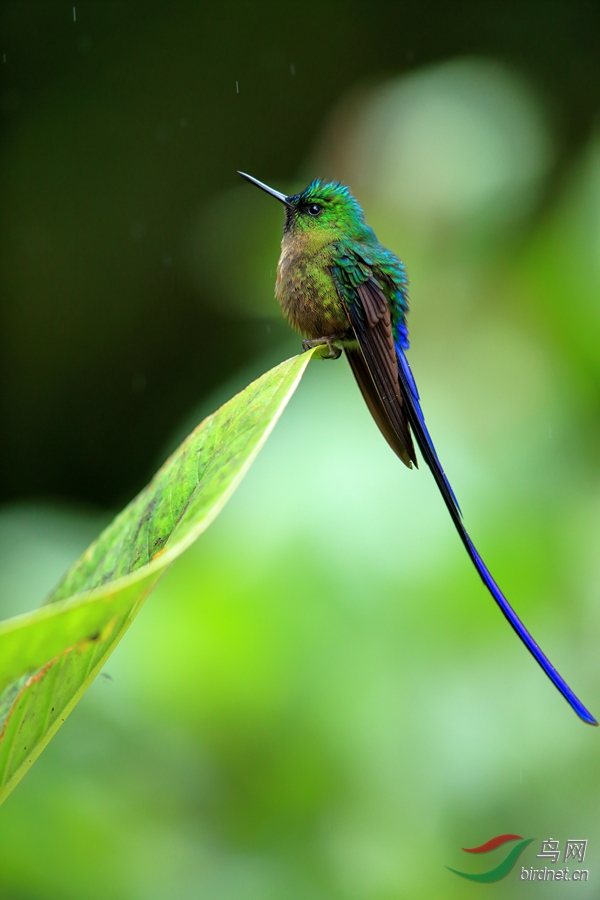 紫长尾蜂鸟violet-tailed sylph.jpg