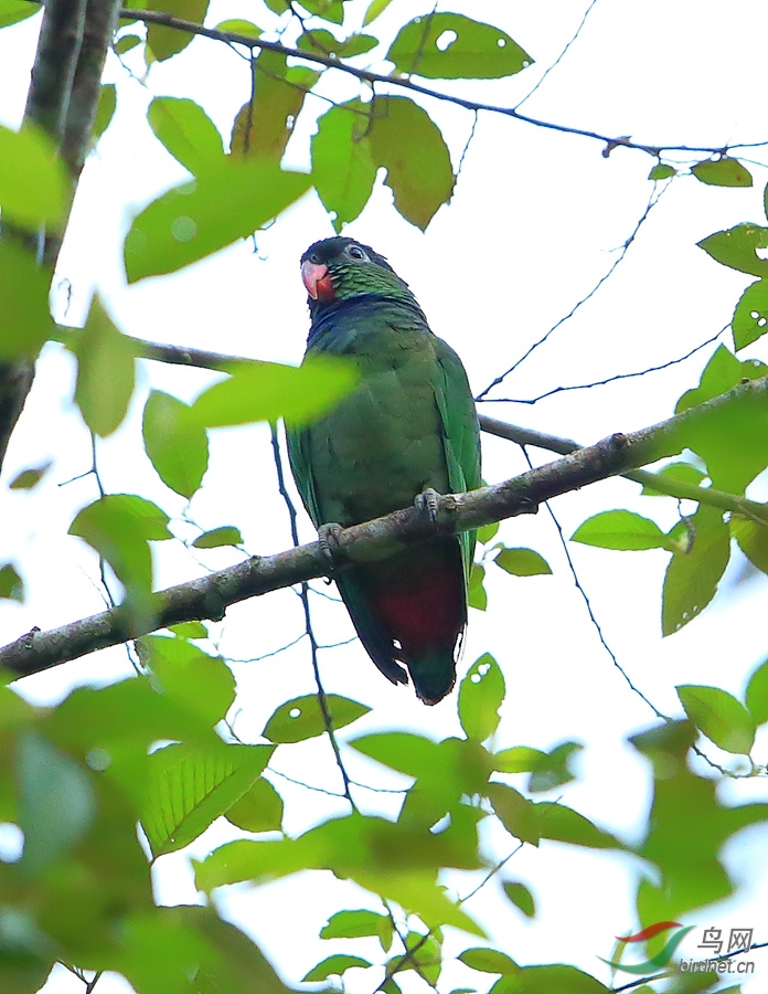 红嘴鹦哥red-billed parrot.jpg