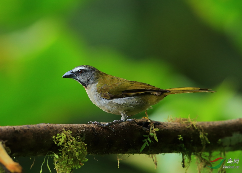 (安第斯动冠伞鸟)2015厄瓜多尔拍鸟记