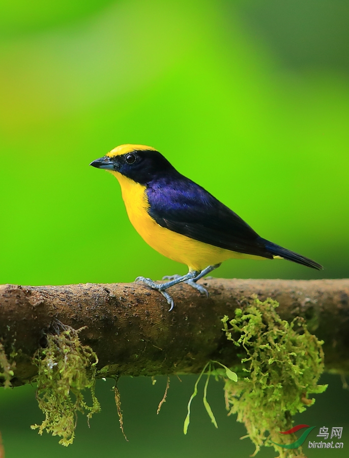 厚嘴歌雀thick-billed euphonia.jpg