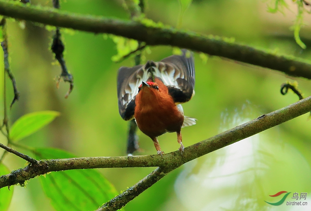 梅花翅娇鶲club-winged manakin.jpg