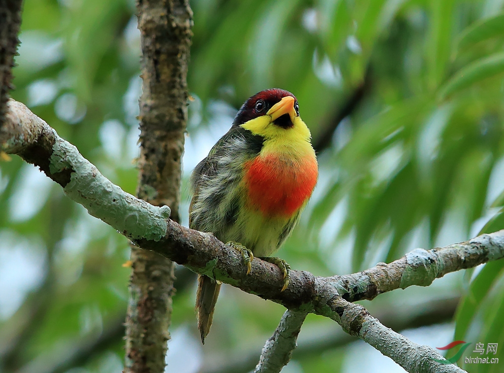 �ƺ���Lemon-throated Barbet.jpg