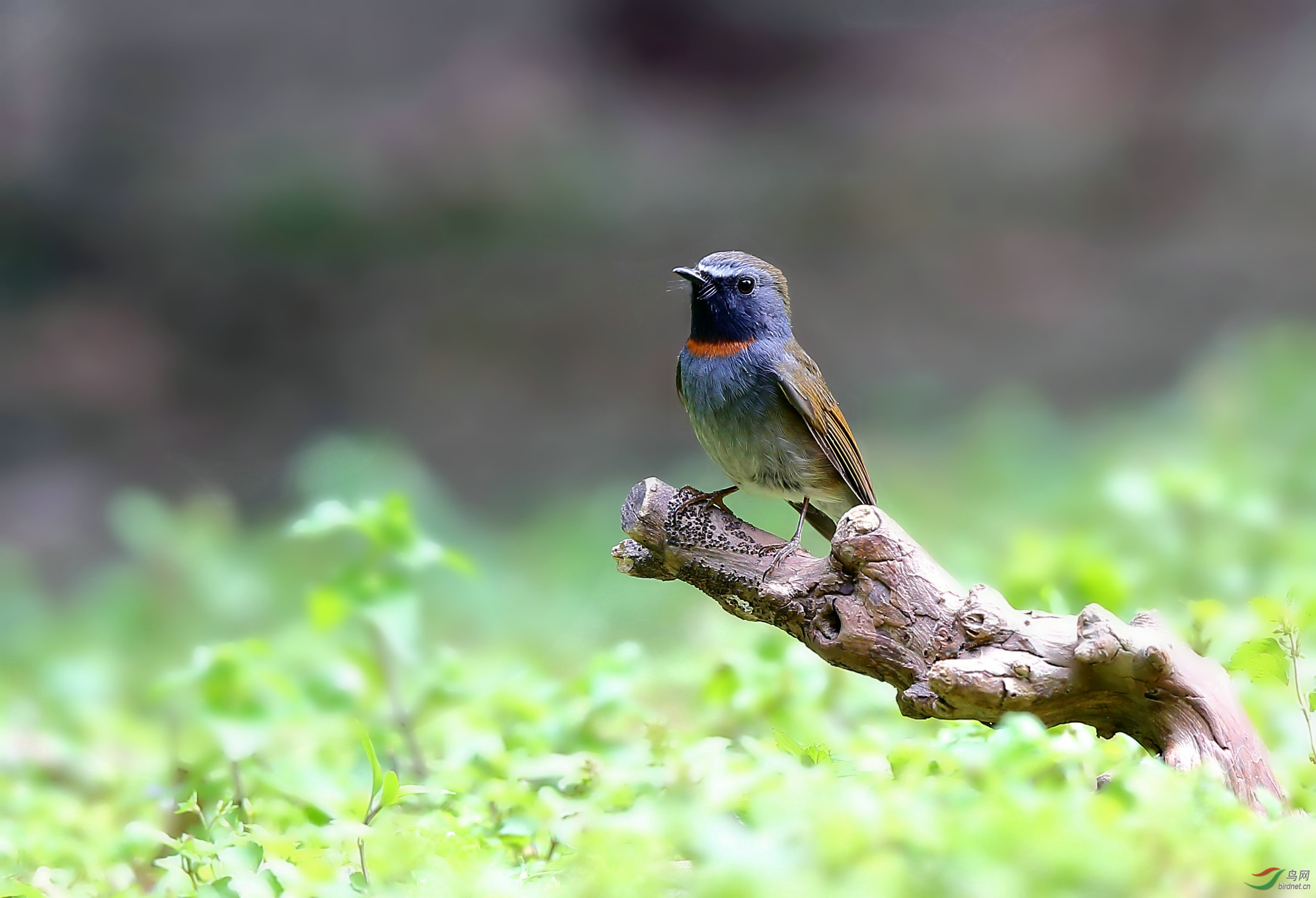 川大橙胸姬鹟驾到