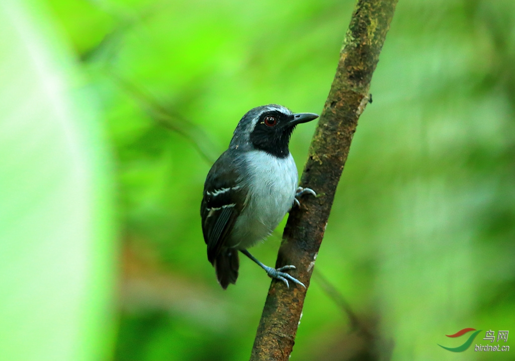 ��������Black-faced Antbird.jpg
