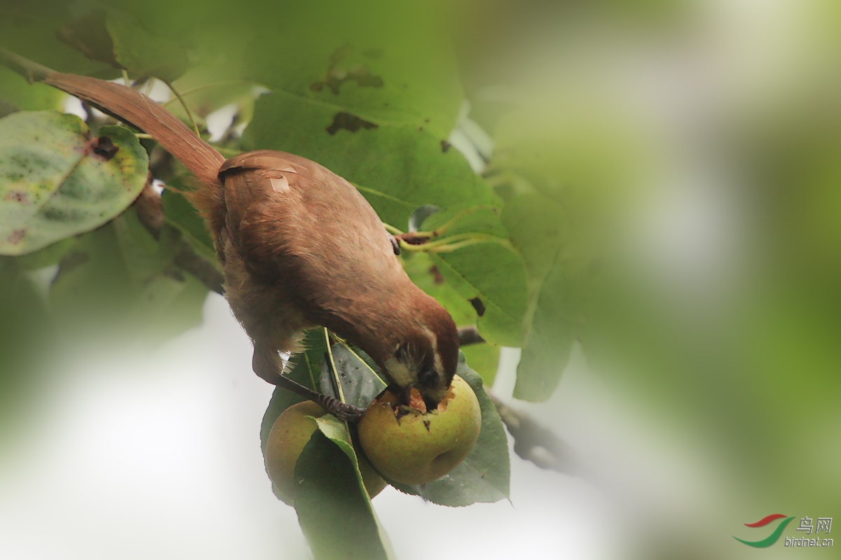 白颊噪鹛吃果果