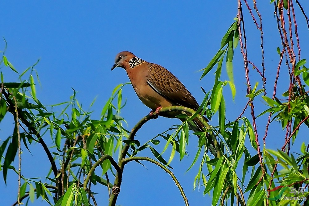 珠頸斑鳩本地叫珍珠斑