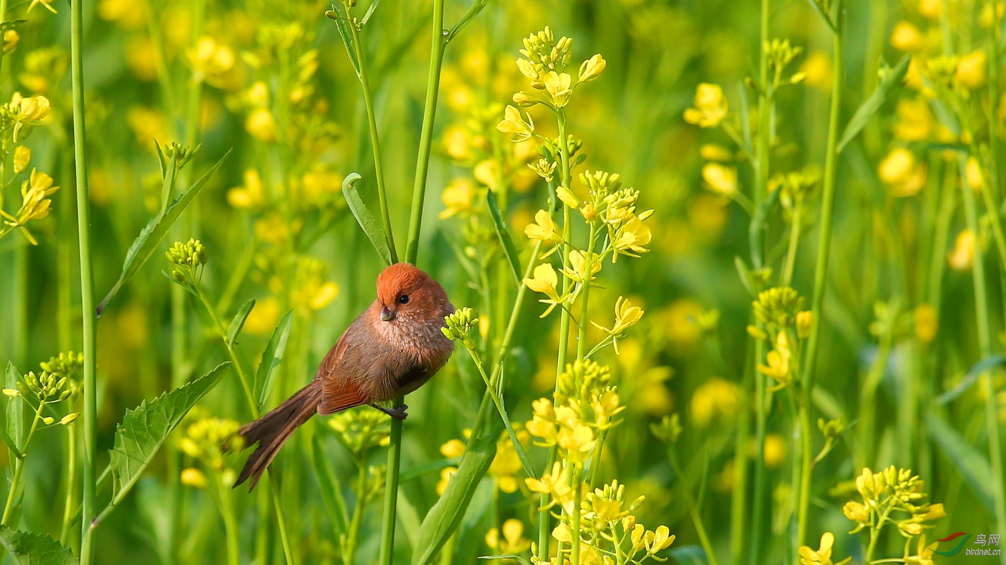 小鸟,菜花