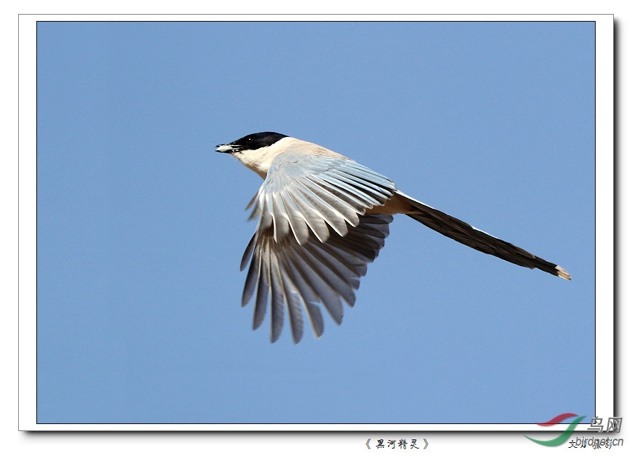 张掖 黑河 一组飞版灰喜鹊