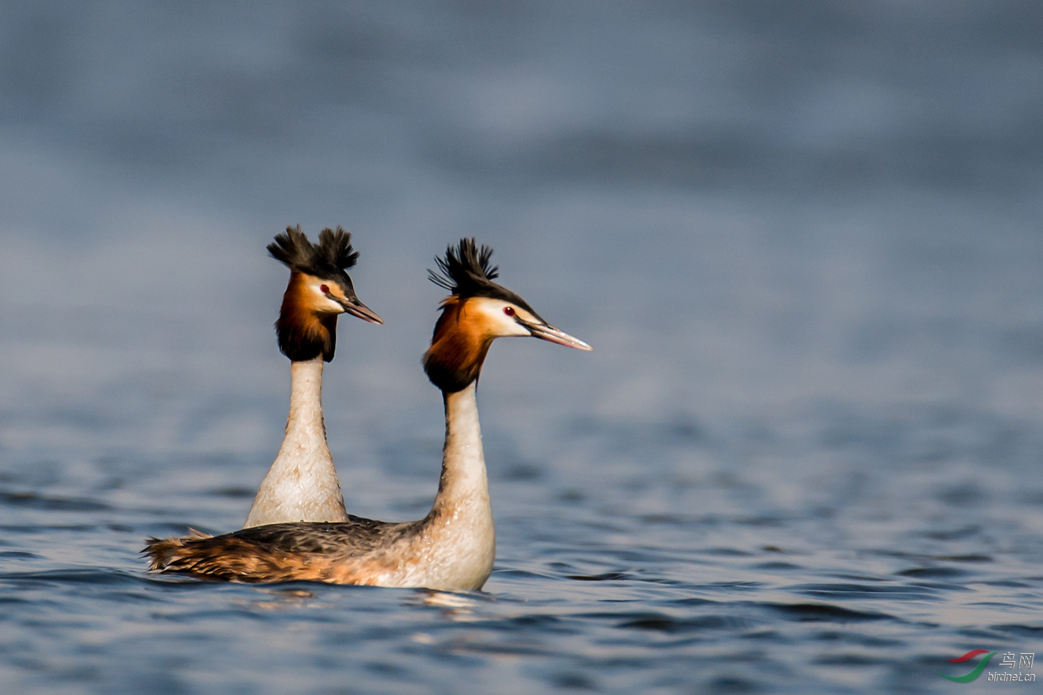 恩爱小夫妻——凤头䴙䴘