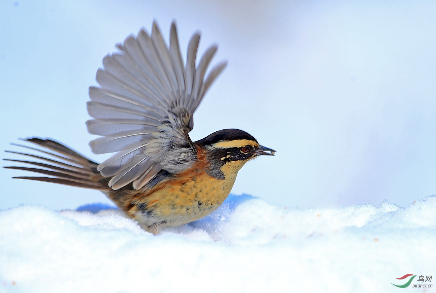 抚顺高尔山鸟点被毁