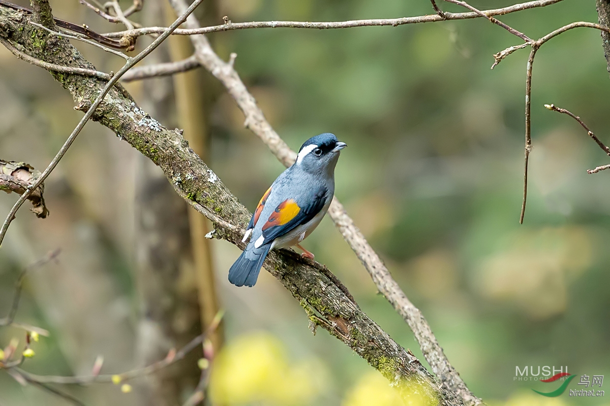红翅鵙鹛 - 浙江版 zhejiang 鸟网