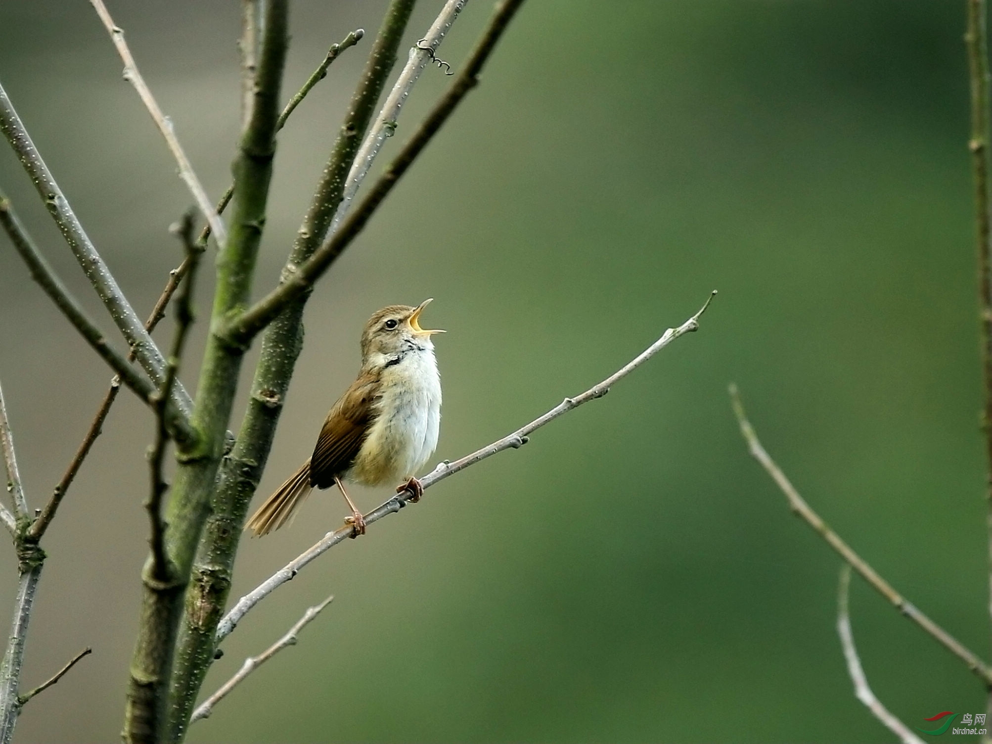 附送一个歌唱的强脚树莺