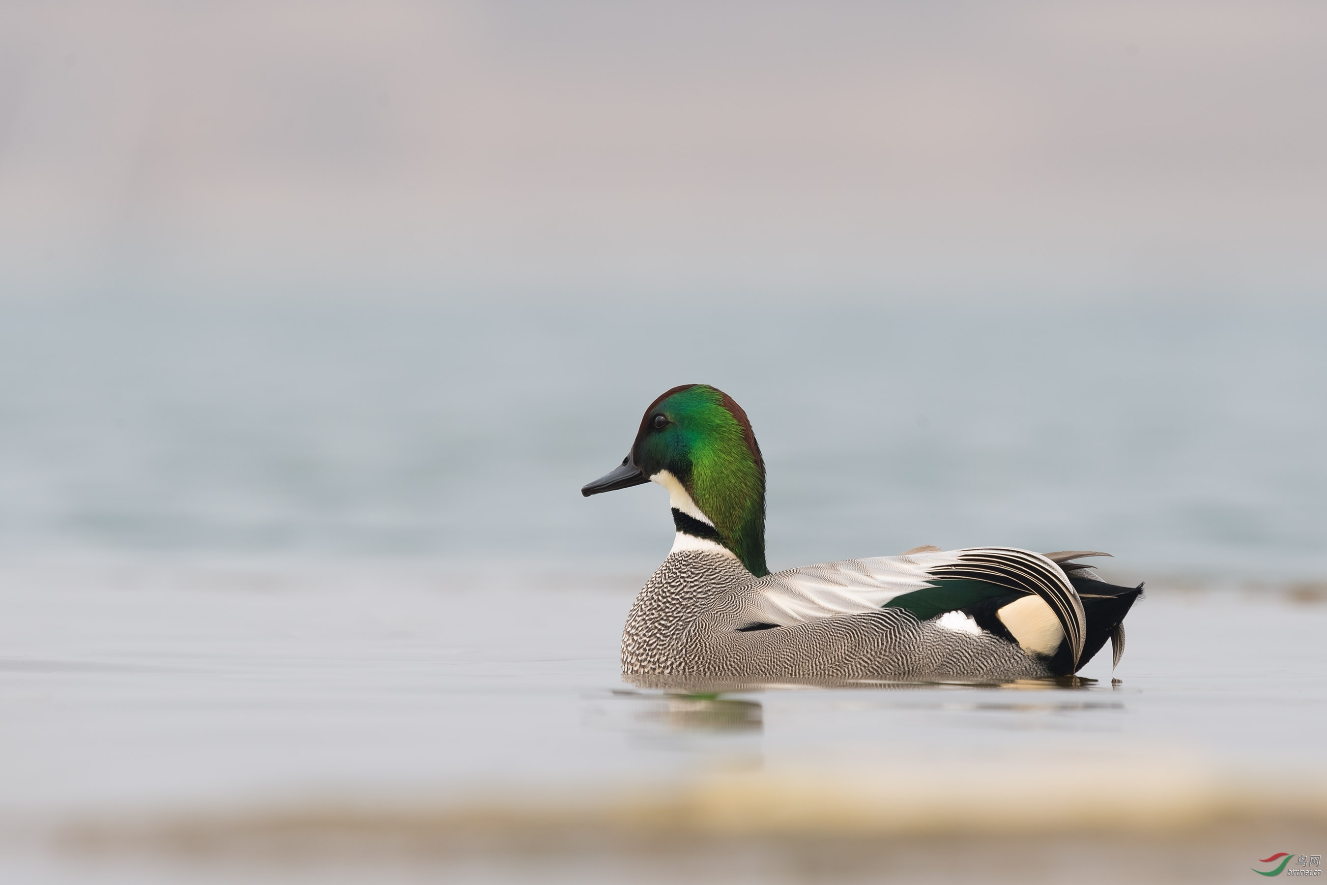 一组罗纹鸭祝福家乡版节节高