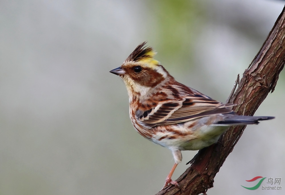 黄喉鹀雌鸟.jpg