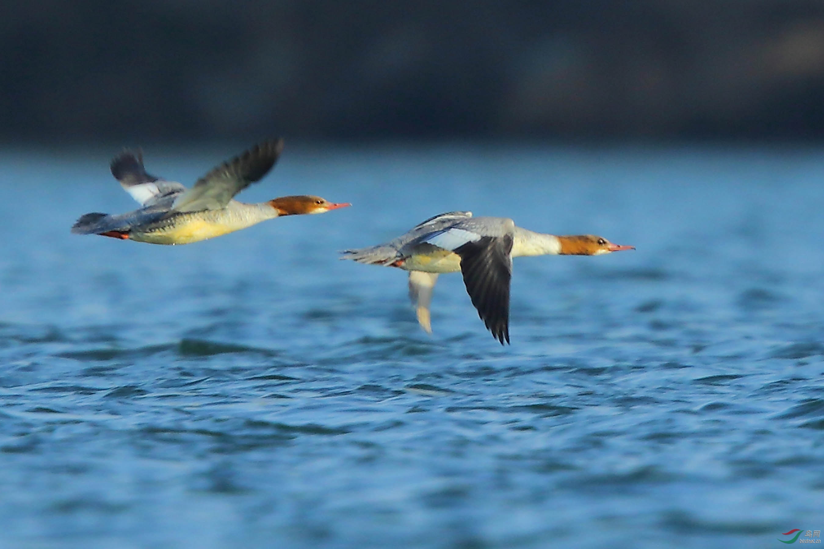 颐和园——秋沙鸭