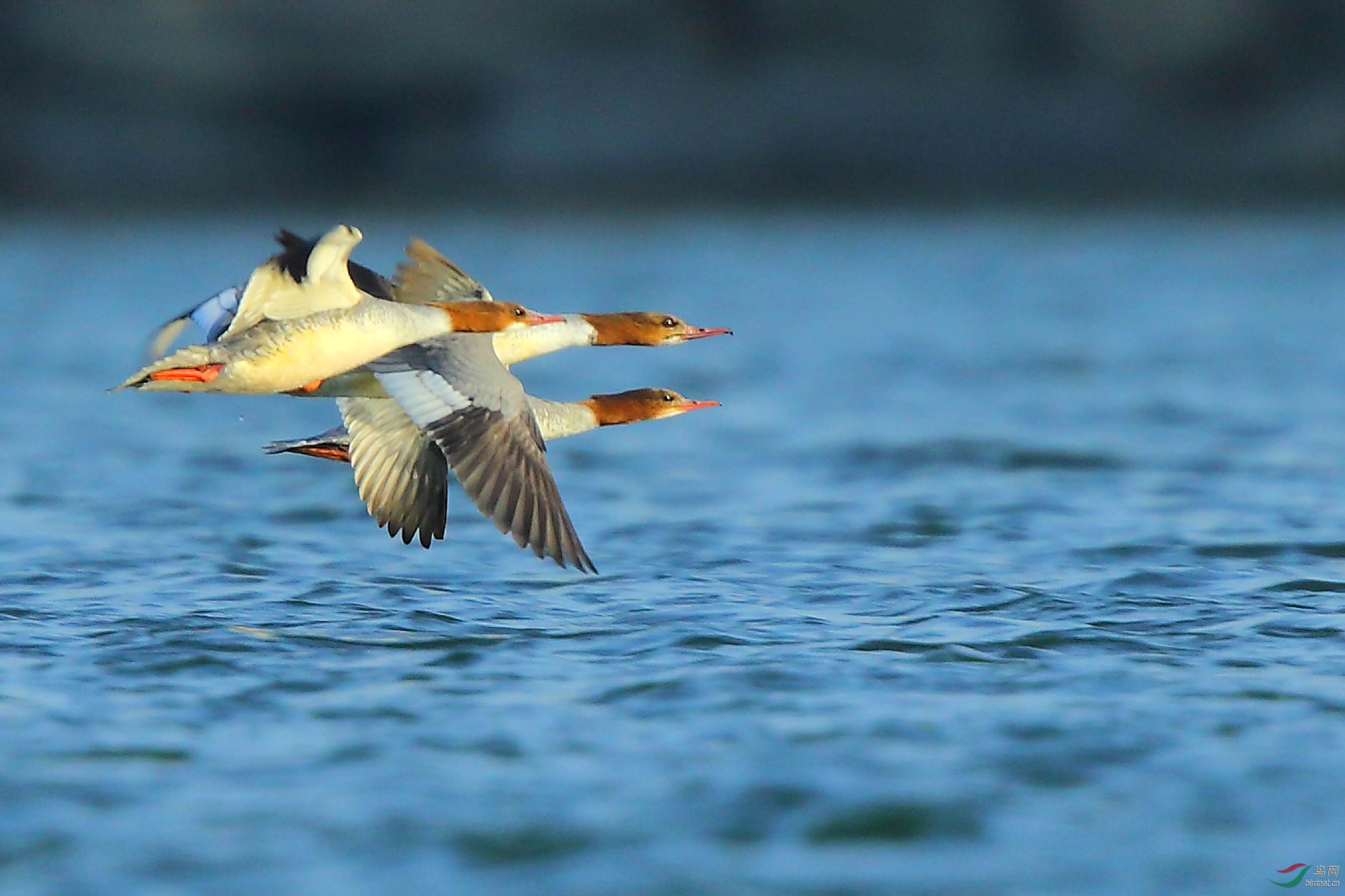 颐和园——秋沙鸭