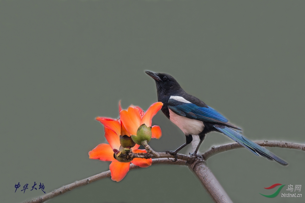 木棉树上的喜鹊