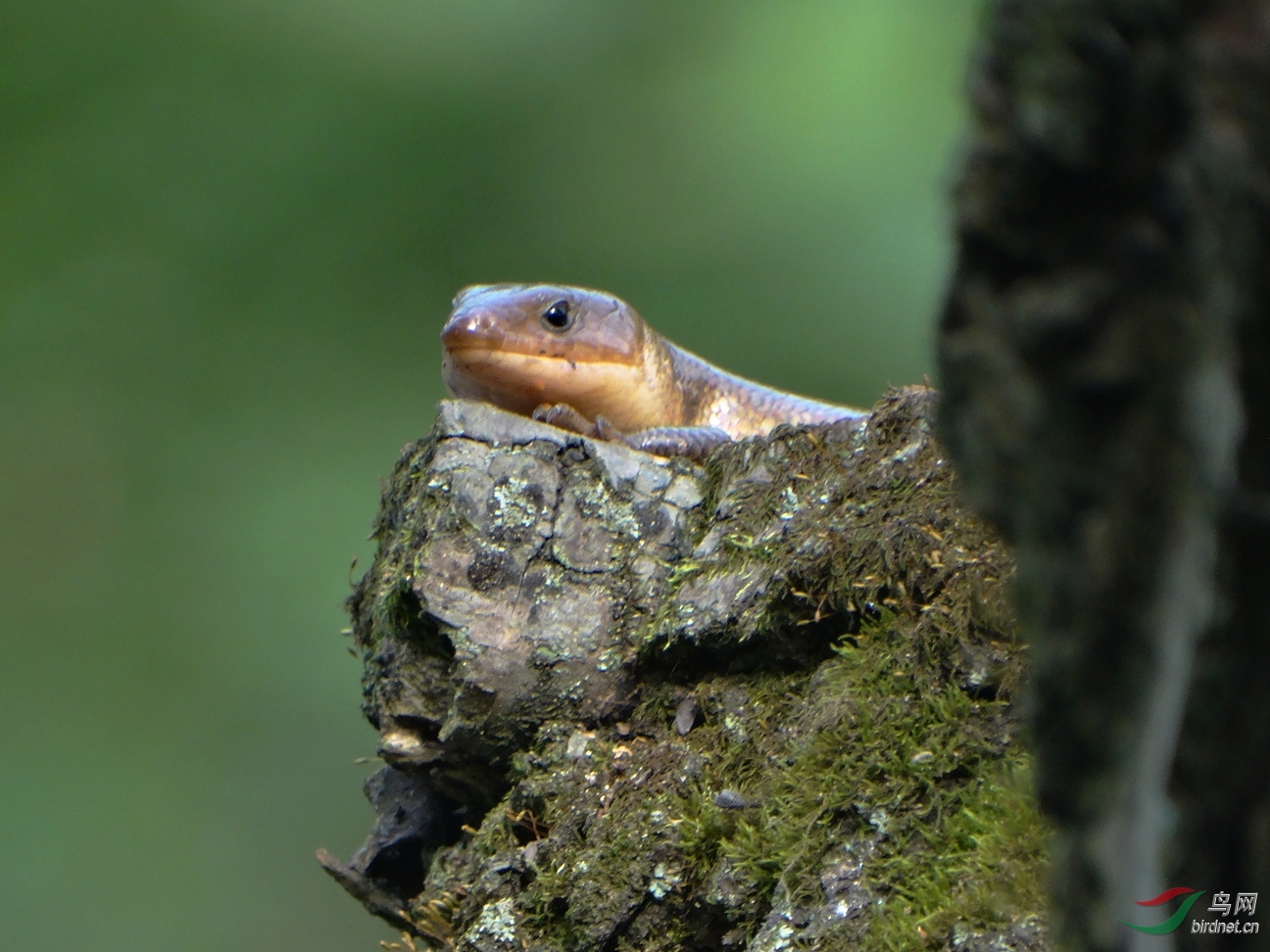 四脚蛇(黄纹石龙子)晒太阳