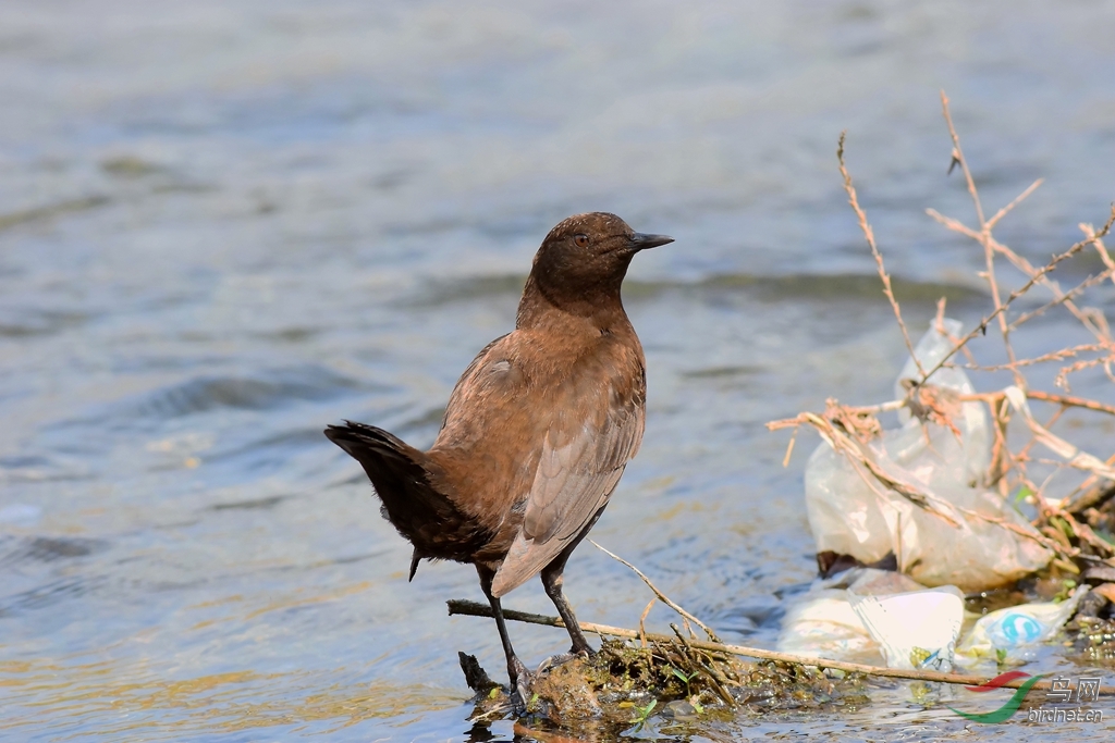 褐河乌--个人新鸟种