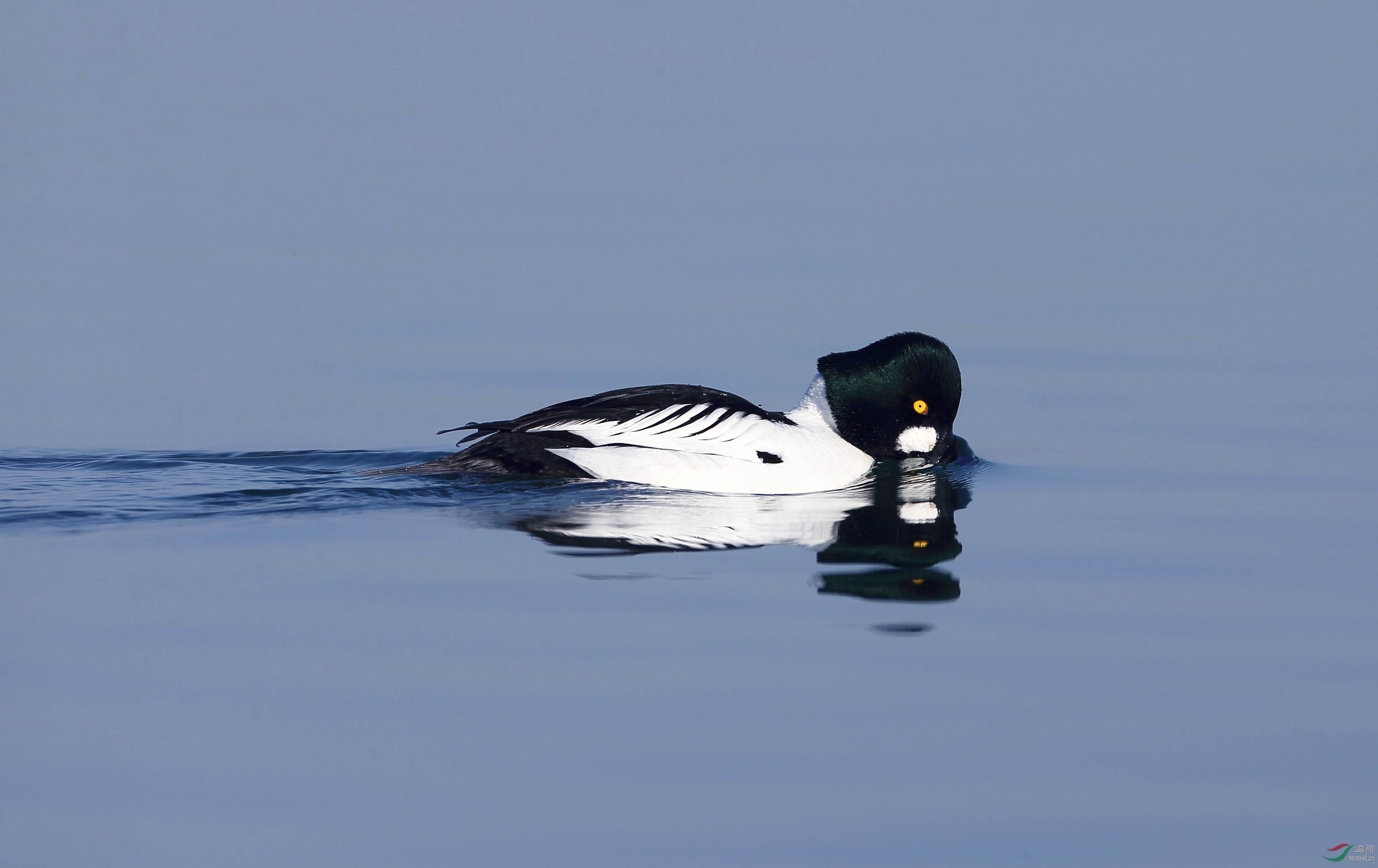 鹊鸭春天时一道美丽的风景