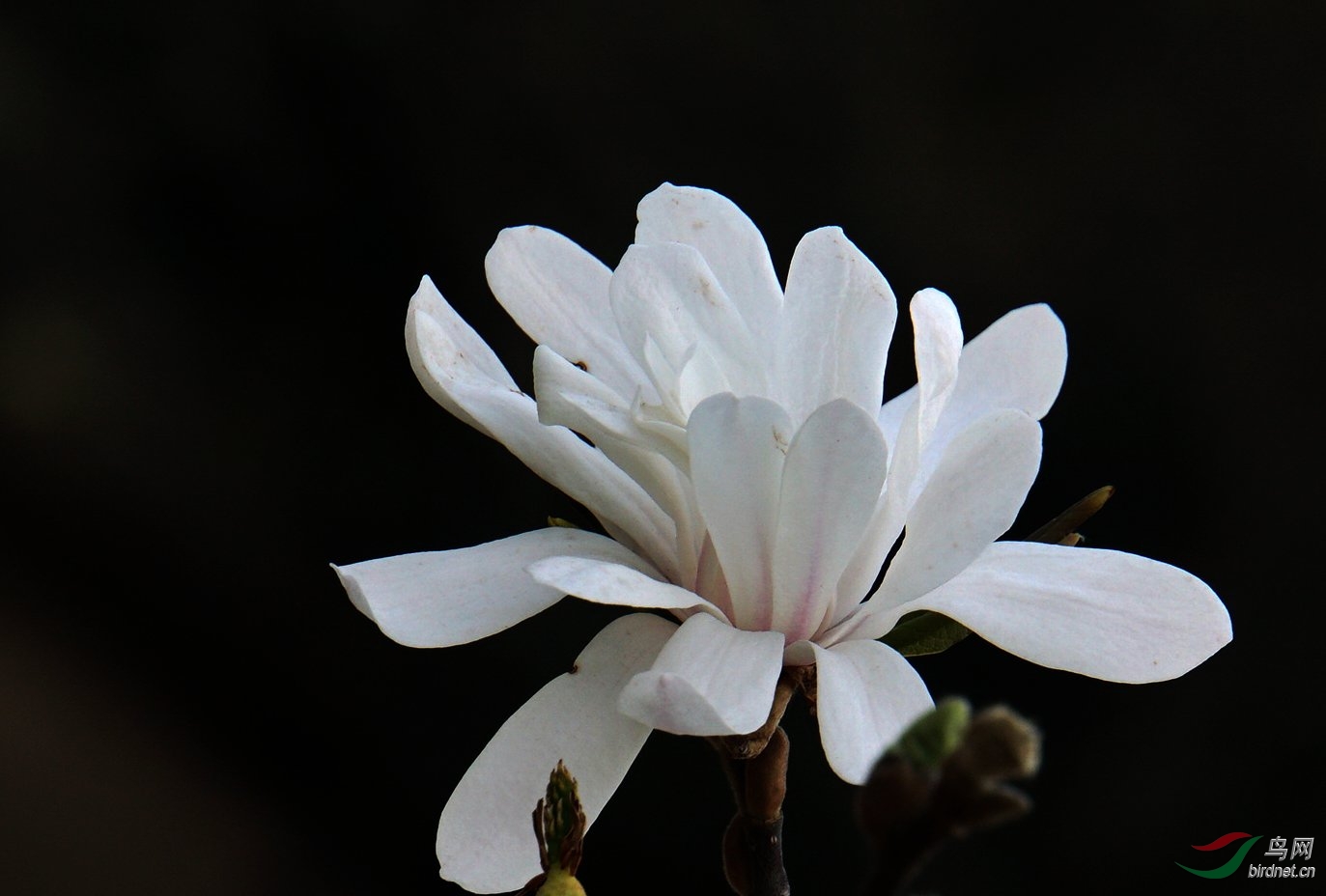 北植另类多瓣玉兰花