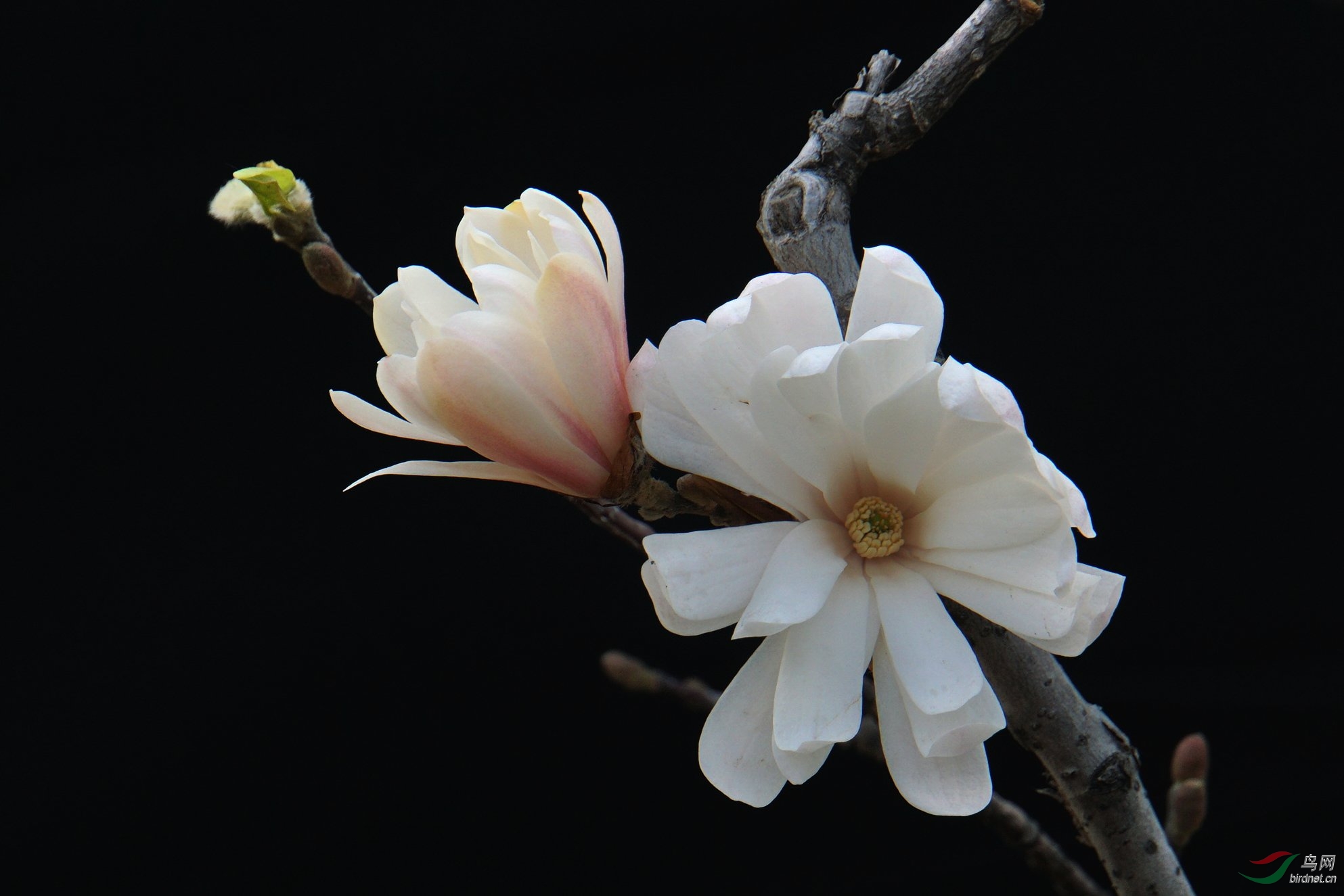 玉兰花几层花瓣图片