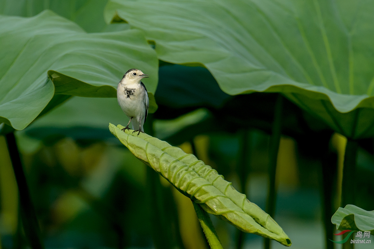荷叶上的白鹡鸰