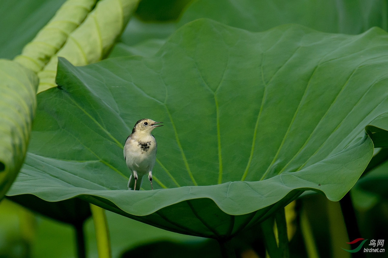 荷叶上的白鹡鸰