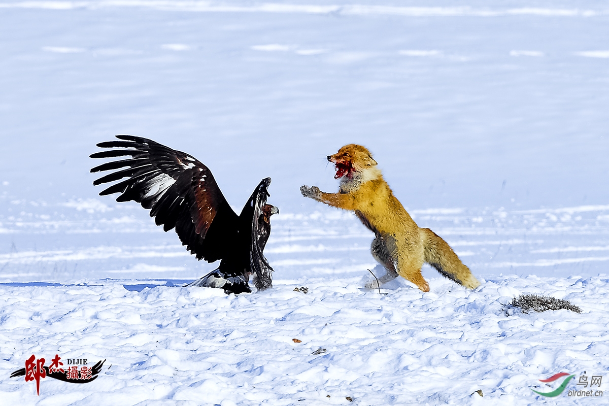 震憾狐狸与金雕在激战