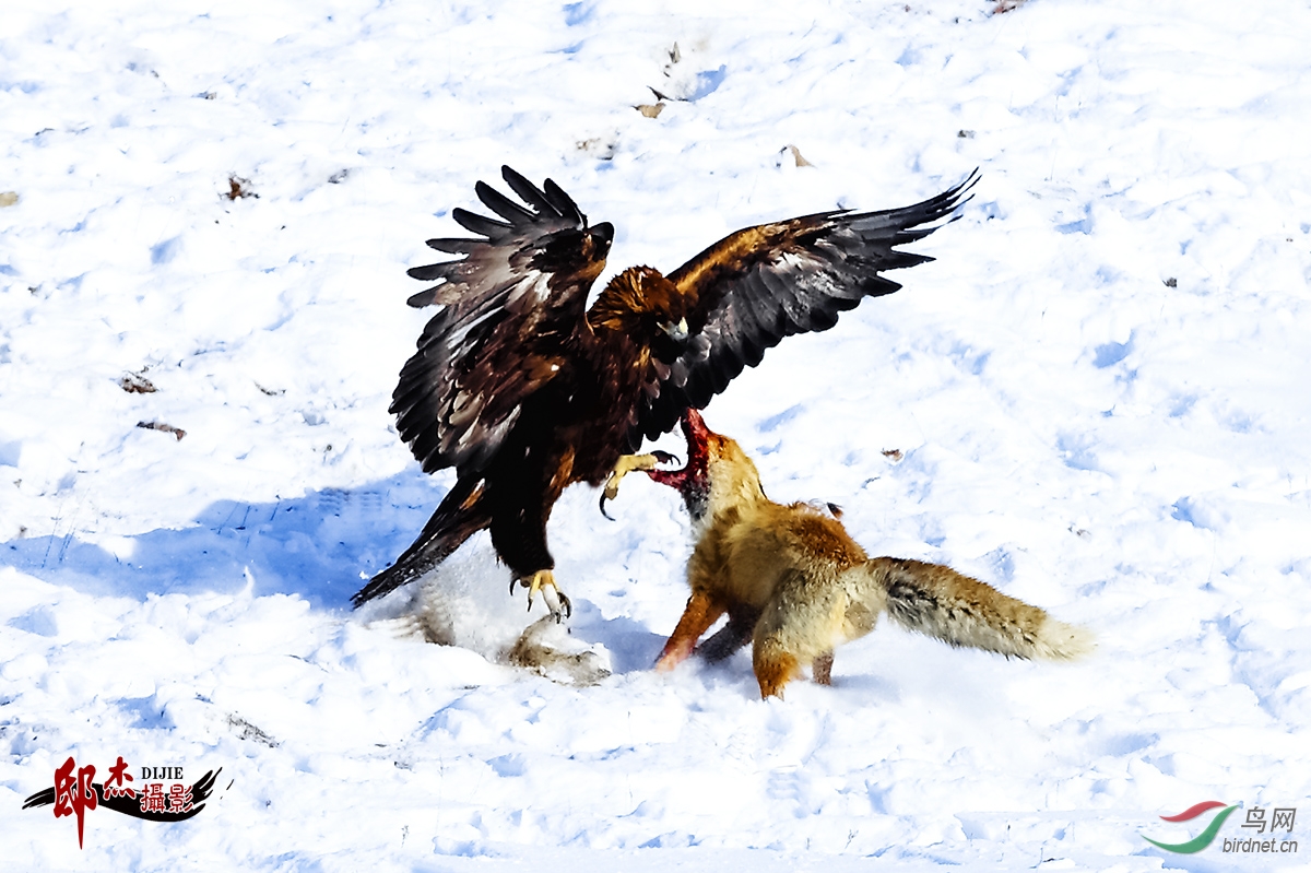 震憾-狐狸与金雕在激战!