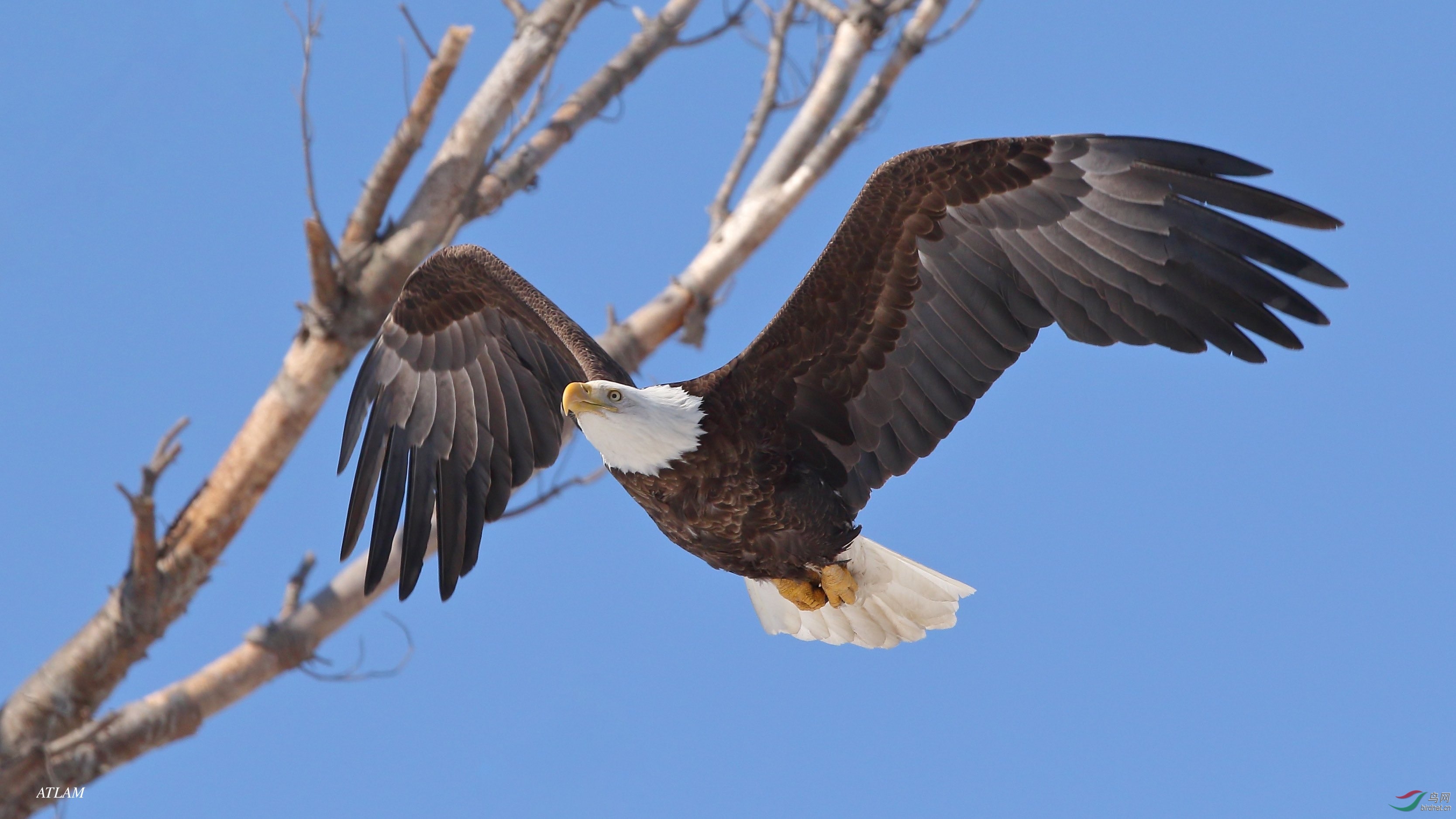 bald eagle～白头海雕～我也凑个热闹.