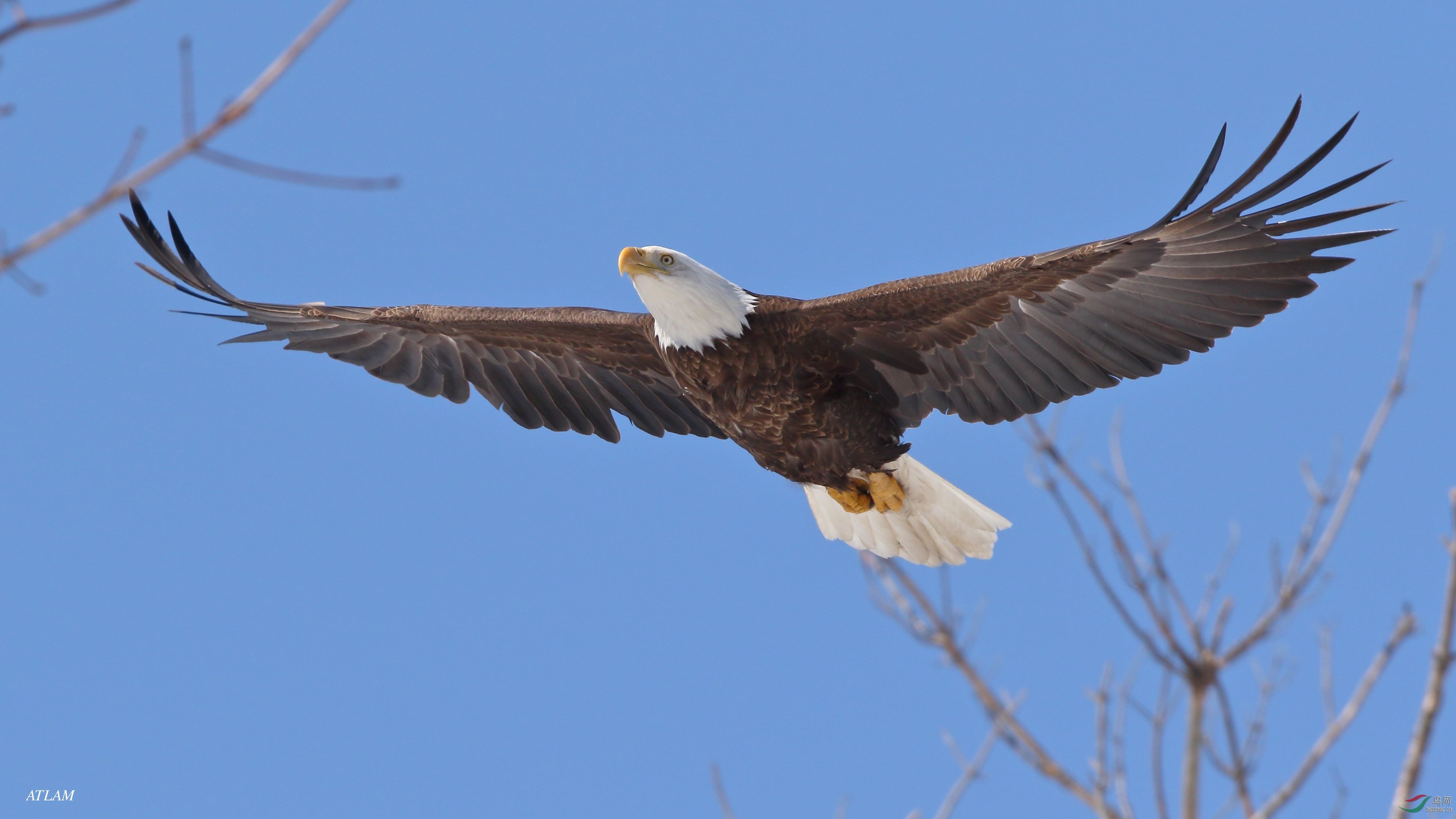 bald eagle～白头海雕～我也凑个热闹.