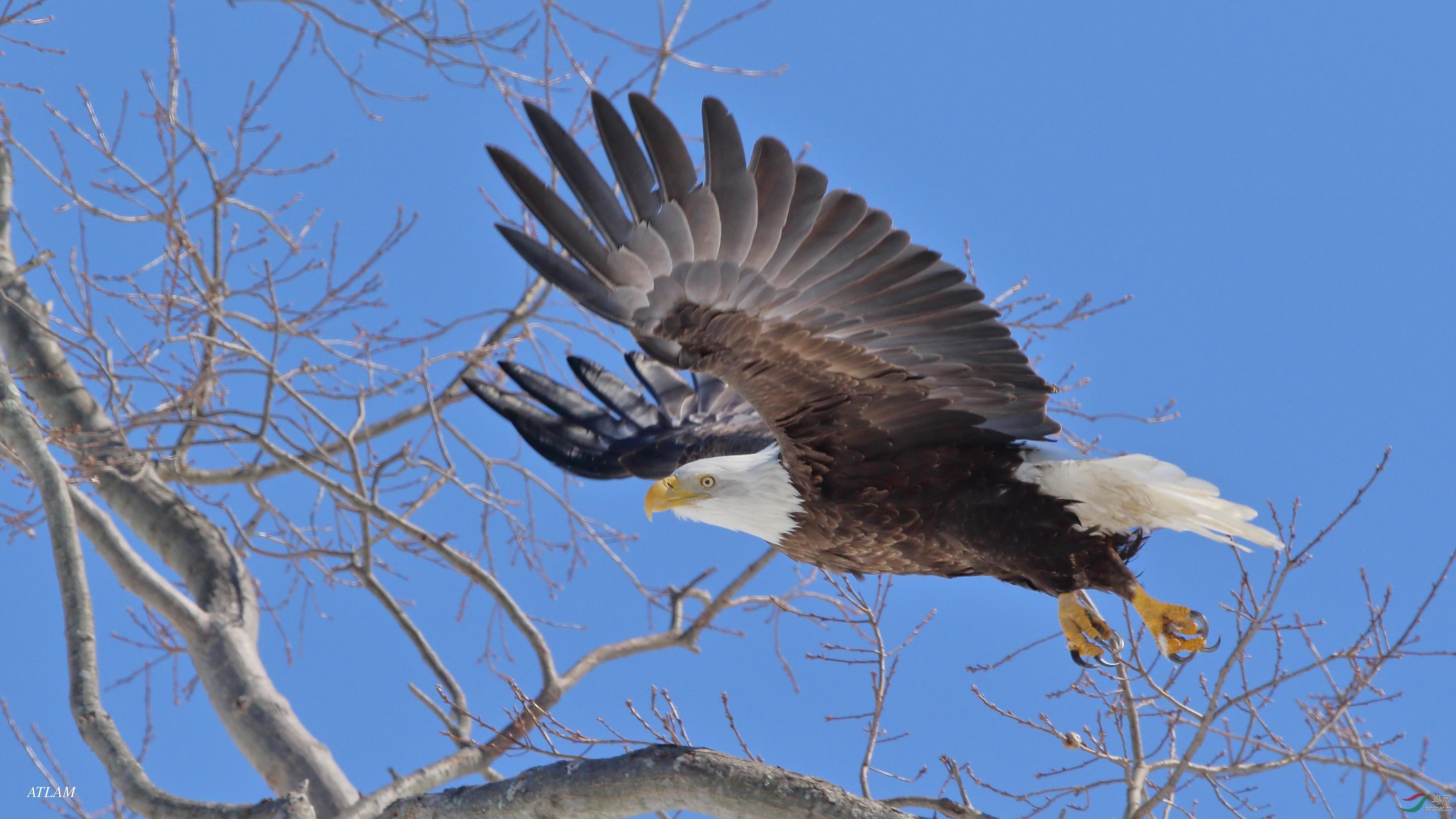 bald eagle～白头海雕～我也凑个热闹.