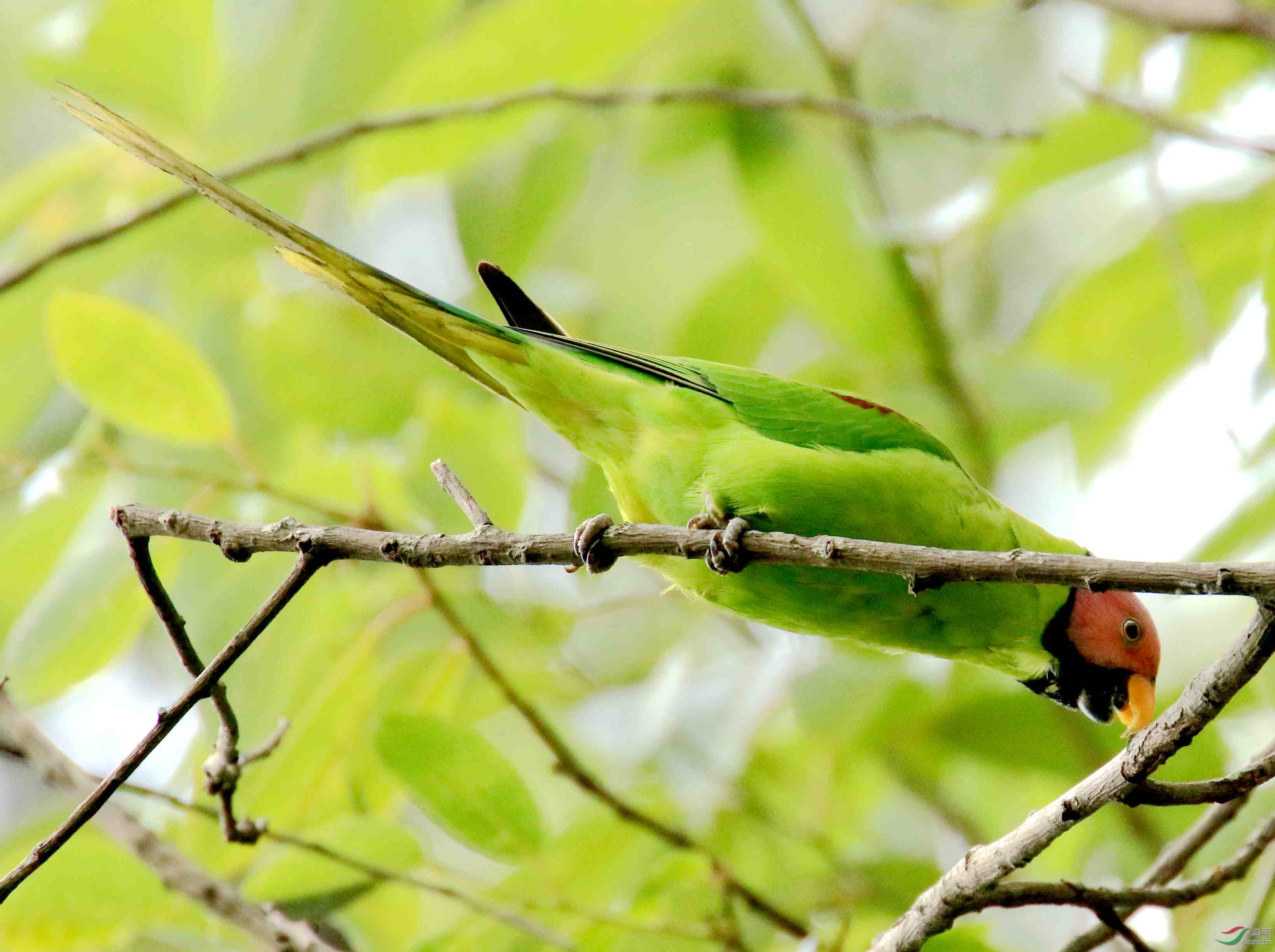 今天特殊的收货花头鹦鹉