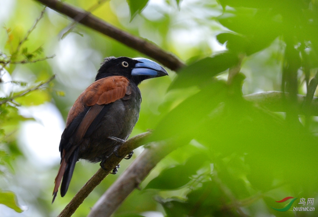 马达加斯加国鸟盔鴡是观鸟人必看的鸟种非常稀有