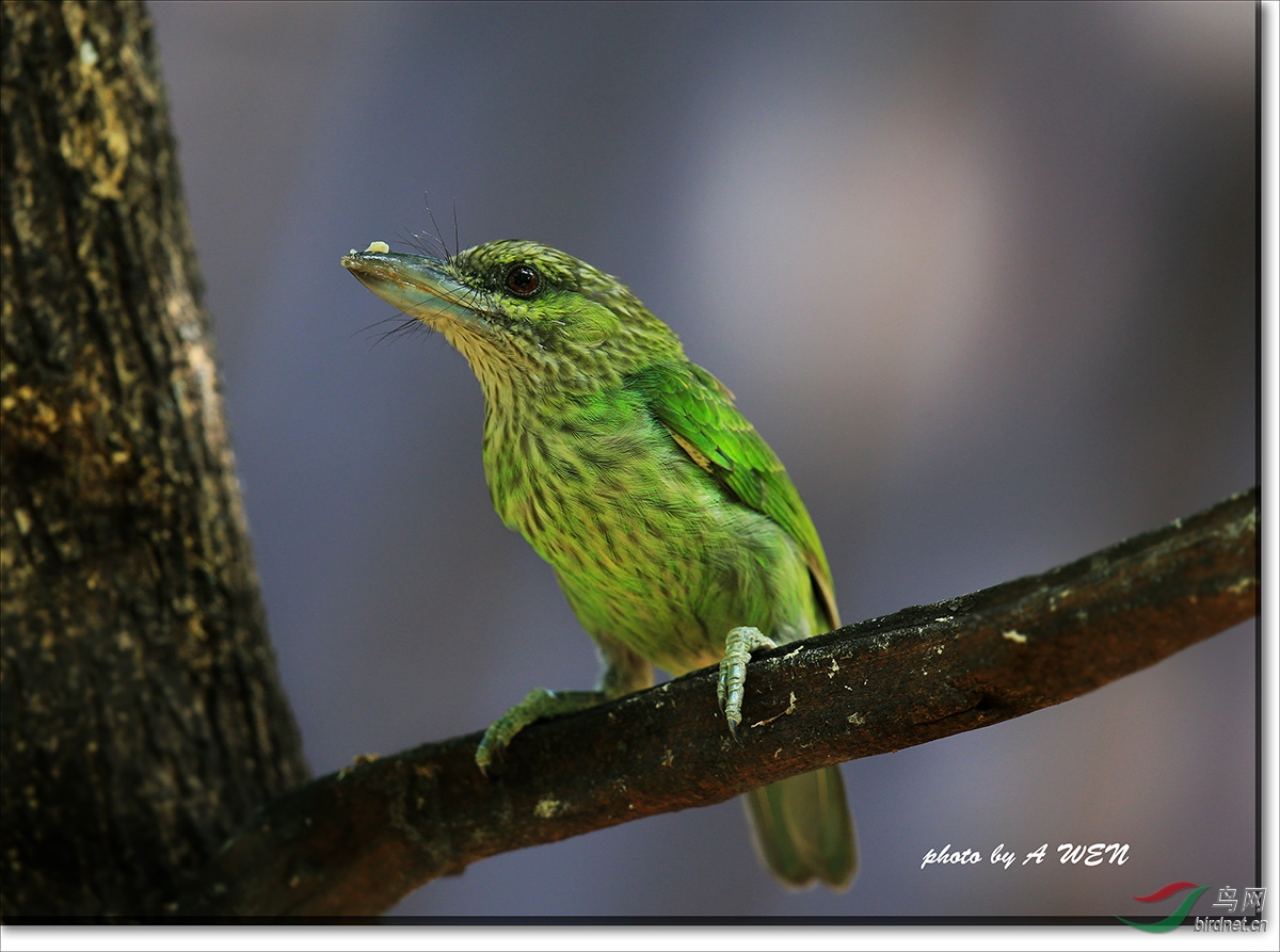 一组绿拟啄木鸟!