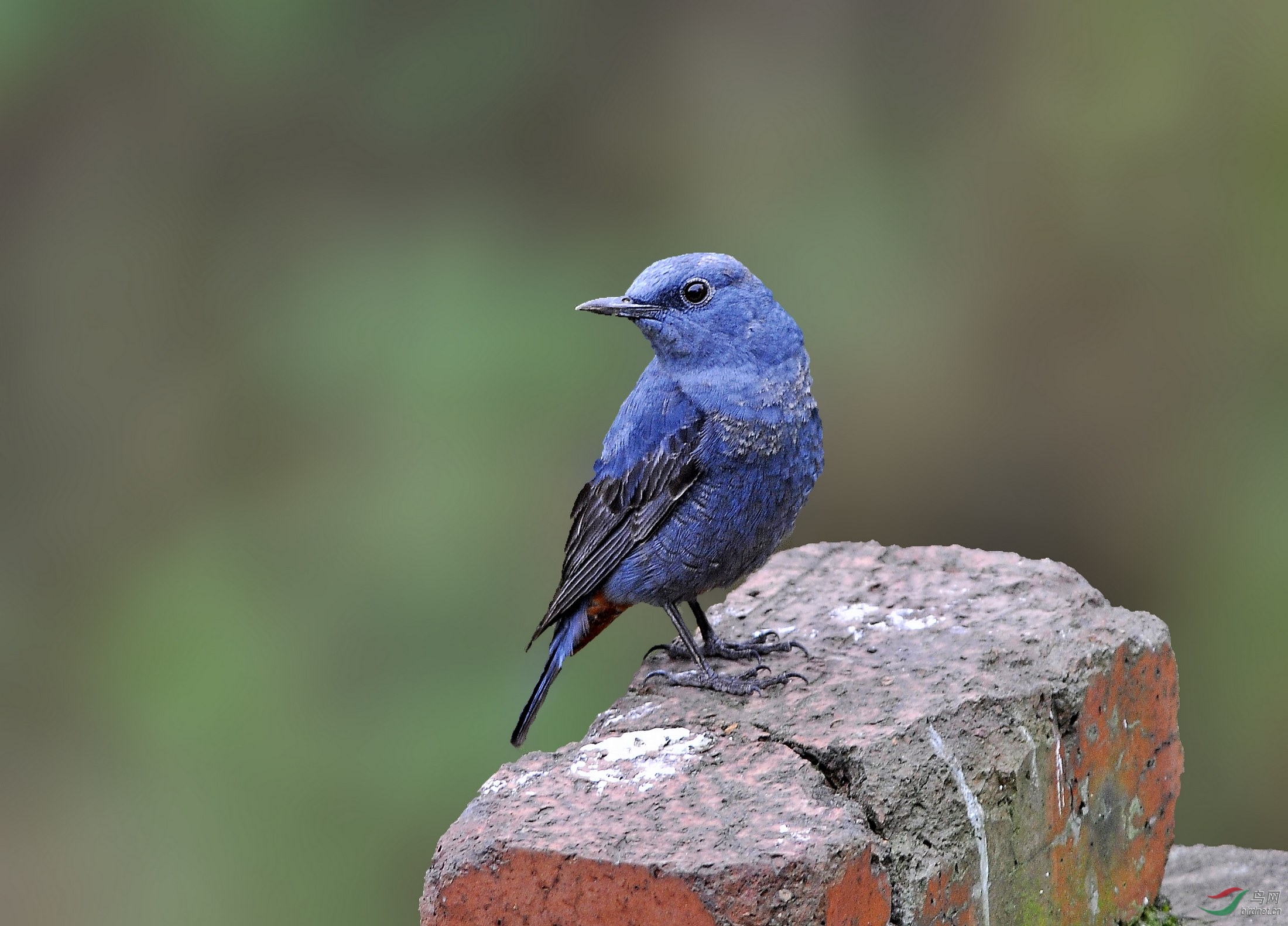 红墙往事—长篇鸟类摄影纪实(红顶鹛,绿嘴地鹃等)