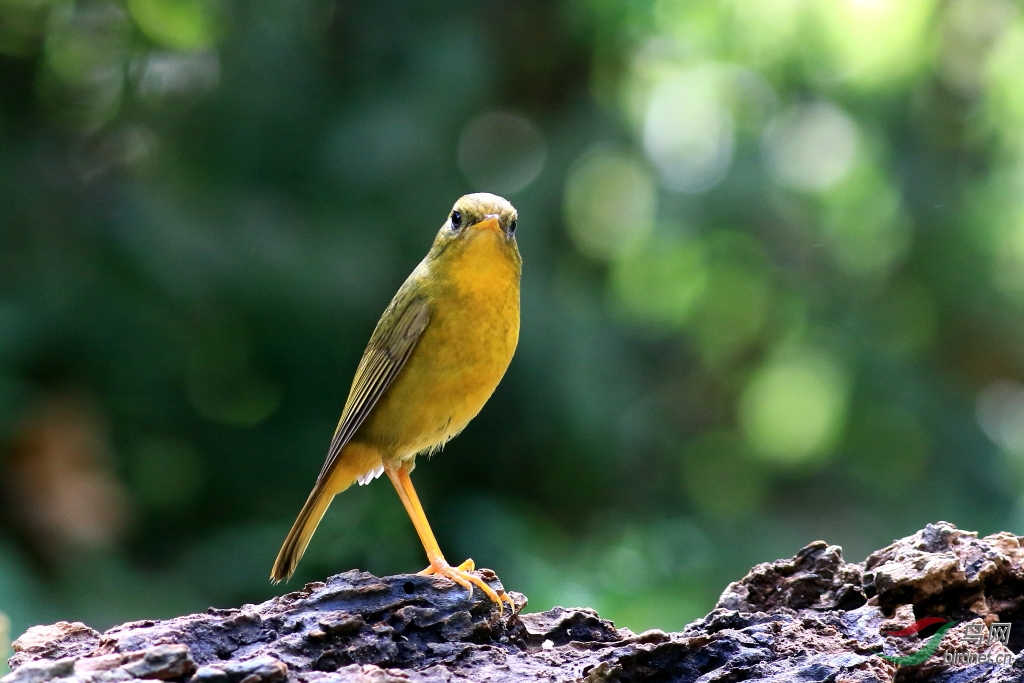 金色阳光金色鸟儿