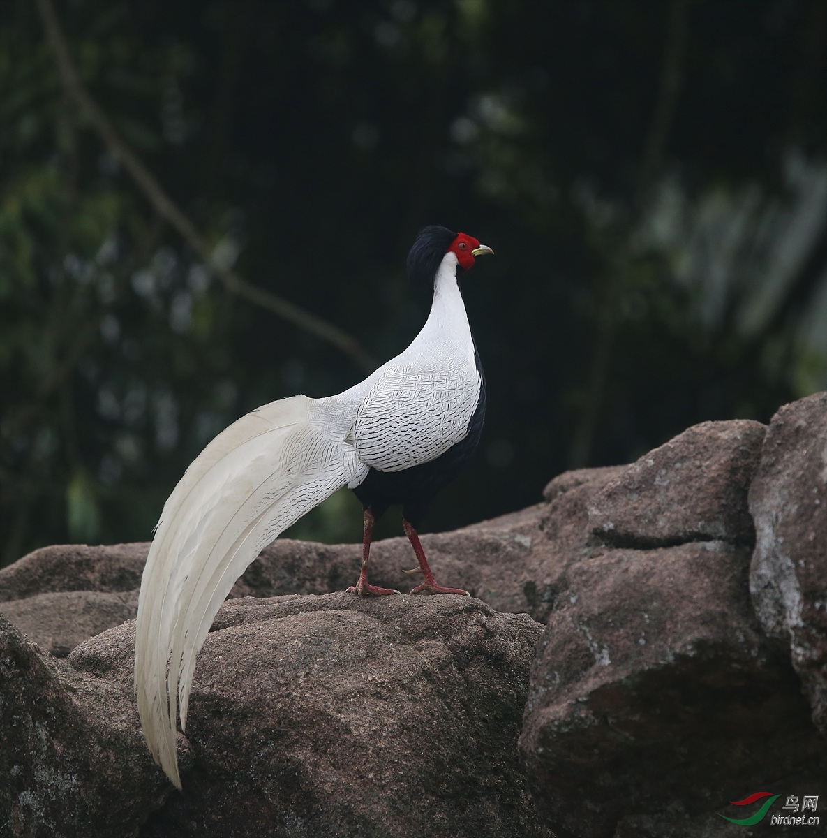 优雅的小王子白娴一组