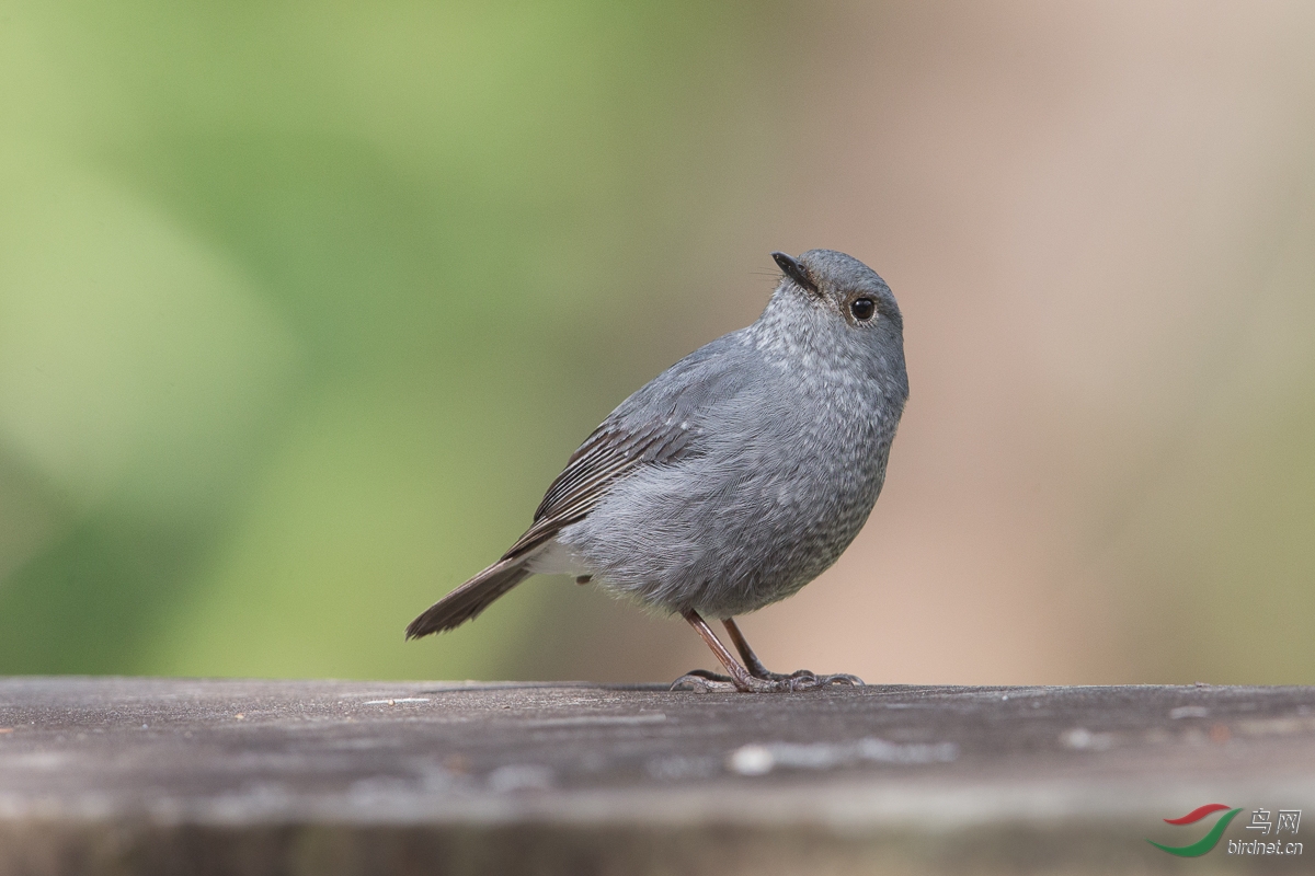 铅色水鸫红尾水鸲plumbeouswaterredstart