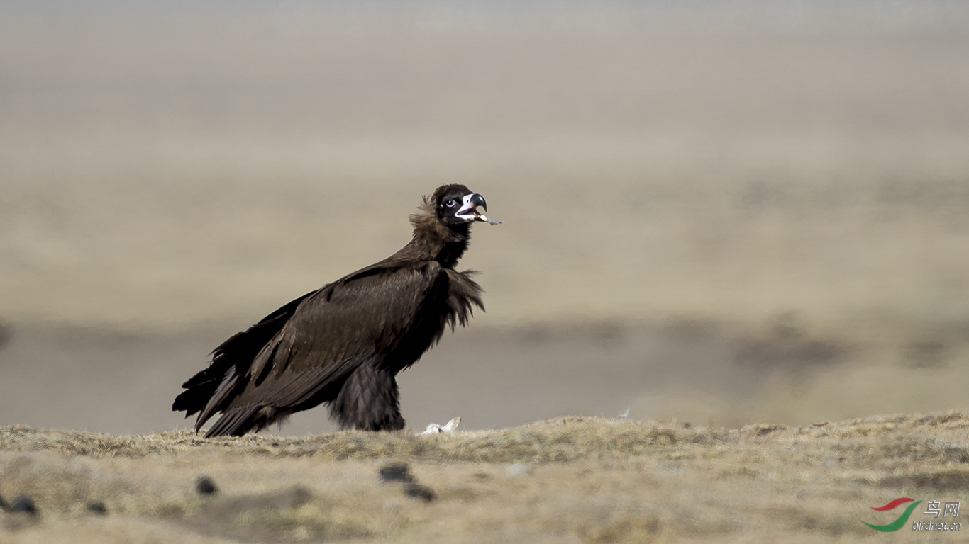 草原秃鹫