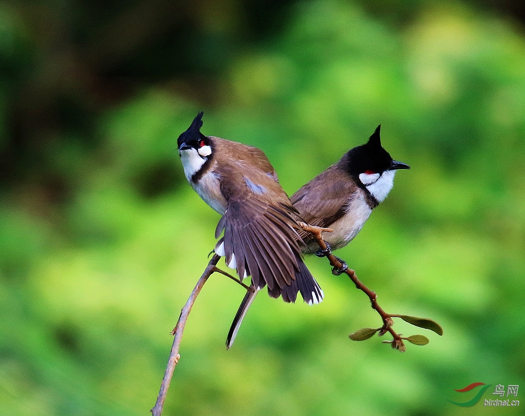 枝头上的鸟儿成双对